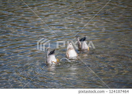Gadwall, Kamogawa River, Kyoto City Gadwall, Kamogawa River, Kyoto City 124187464