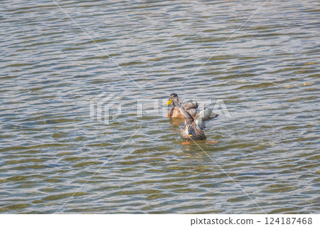 Spot-billed Ducks and Mallards, Kamogawa River, Kyoto City Spot-billed Ducks and Mallards, Kamogawa River, Kyoto City 124187468