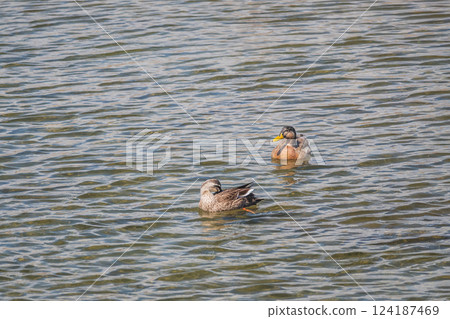 京都市鴨川的綠頭鴨(綠頭鴨和斑嘴鴨的雜交品種)和斑嘴鴨 京都市鴨川的綠頭鴨(綠頭鴨和斑嘴鴨的雜交品種)和斑嘴鴨 124187469