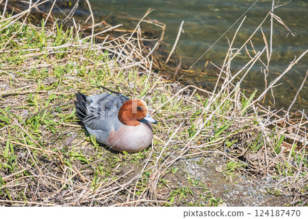 Wigeon (male) Kamogawa River, Kyoto City 124187470