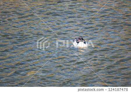 Common Merganser (male) Kamogawa, Kyoto City 124187478