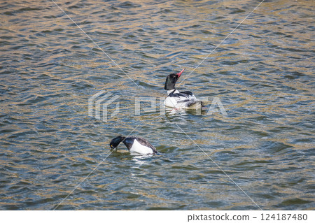 Tufted duck (male) Common merganser (male) Kamogawa River, Kyoto City 124187480