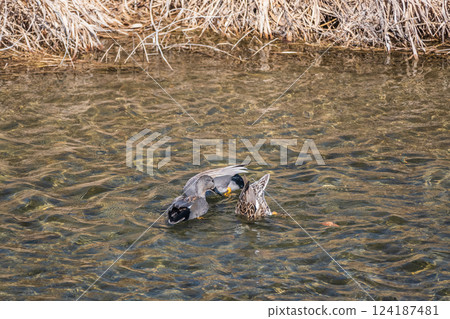 Gadwall, Kamogawa River, Kyoto City Gadwall, Kamogawa River, Kyoto City 124187481
