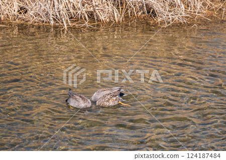 京都市鴨川河畔的赤頸鴨 124187484
