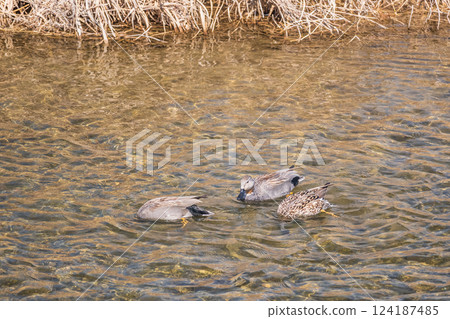 Gadwall, Kamogawa River, Kyoto City Gadwall, Kamogawa River, Kyoto City 124187485