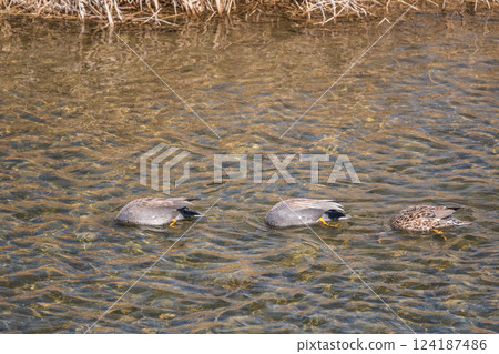 Gadwall, Kamogawa River, Kyoto City Gadwall, Kamogawa River, Kyoto City 124187486
