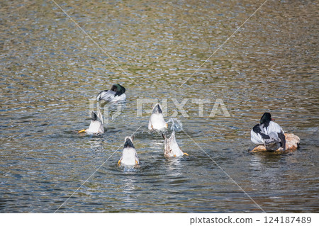 Gadwall, Common Merganser, Kamogawa River, Kyoto City Gadwall, Common Merganser, Kamogawa River, Kyoto City 124187489