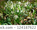 Spring. Snowdrops. Spring mood. Beautiful spring flowers snowdrops. 124187622
