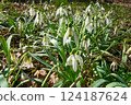 Spring. Snowdrops. Spring mood. Beautiful spring flowers snowdrops. 124187624