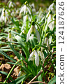 Spring. Snowdrops. Spring mood. Beautiful spring flowers snowdrops. 124187626