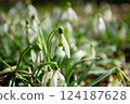 Spring. Snowdrops. Spring mood. Beautiful spring flowers snowdrops. 124187628