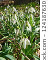 Spring. Snowdrops. Spring mood. Beautiful spring flowers snowdrops. 124187630