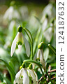 Spring. Snowdrops. Spring mood. Beautiful spring flowers snowdrops. 124187632