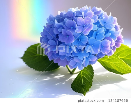 繡球花一 124187636