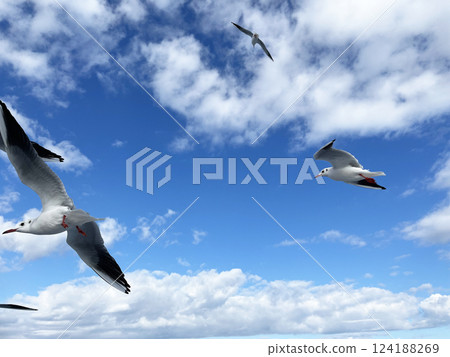 在藍色的天空中飛翔的海鷗 124188269