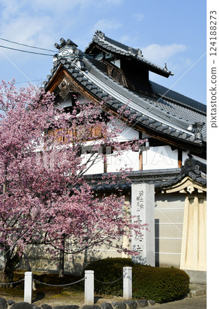 Okame cherry blossoms at Chotokuji Temple, Kyoto 124188273