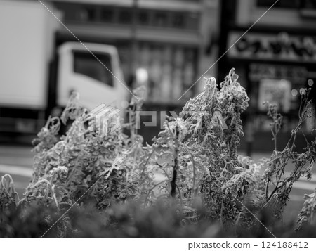 White daisy on the sidewalk White daisy on the sidewalk 124188412