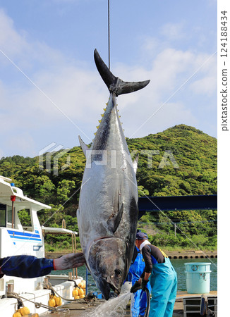 上五島養殖鮪魚 124188434