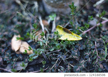 Portulaca Quadrifida Plants Covering The Ground 124188506