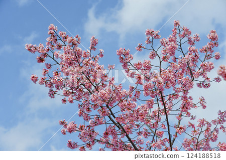 Okame cherry blossoms at Chotokuji Temple, Kyoto 124188518