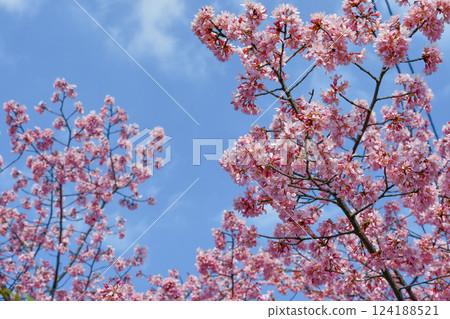 京都長德寺的岡龜櫻花 124188521