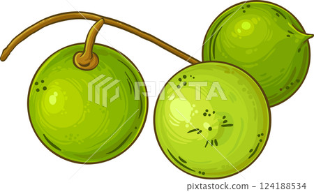 Macadamia Nuts Colored Detailed Illustration. Macadamia Nuts Colored Detailed Illustration. 124188534