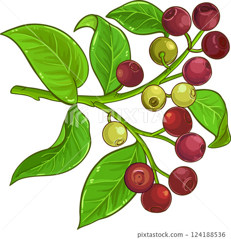 Sandalwood Branch with Berries and Leaves Colored Detailed Illustration. Sandalwood Branch with Berries and Leaves Colored Detailed Illustration. 124188536