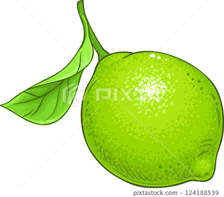 Lime Fruit Colored Detailed Illustration Lime Fruit Colored Detailed Illustration 124188539