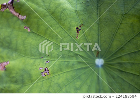 The Lotus Leaves Are Drying Up The Lotus Leaves Are Drying Up 124188594