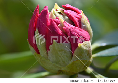 Blooming red buds Blooming red buds 124188596