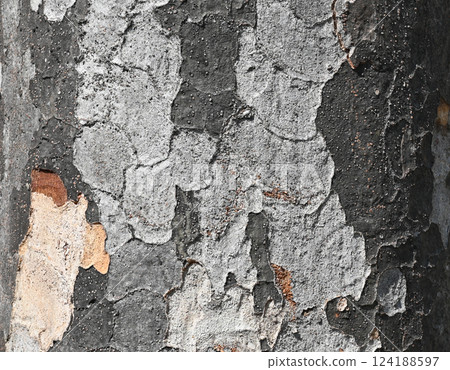 Peeling texture of wood Peeling texture of wood 124188597