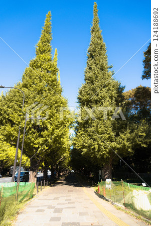 TOKYO, JAPAN - Nov 7, 2024: Meiji Jingu Gaien Gingko Avenue with clear sky TOKYO, JAPAN - Nov 7, 2024: Meiji Jingu Gaien Gingko Avenue with clear sky 124188692
