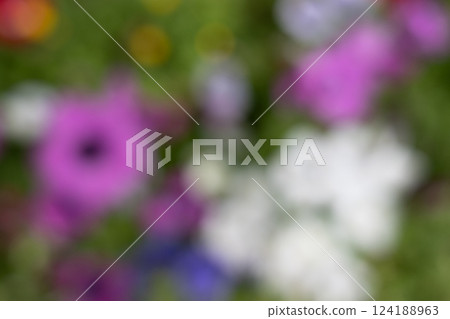 花圖像模糊背景 124188963