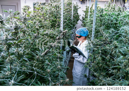 Amidst lush cannabis plants, a lab technician meticulously takes measurements for research. 124189152