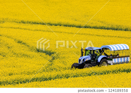 A tractor runs through a yellow carpet of rapeseed flowers in Abira Town, Hokkaido [May] 124189358