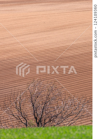 北海道安平町：起伏的田埂 [5 月] 124189360