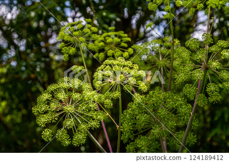 Angelica archangelica. Garden angelica flowerstalk and buds Angelica archangelica. Garden angelica flowerstalk and buds 124189412