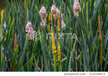 The broad-leaved bat Typha latifolia prefers marshy habitats, often inhabits the banks of ponds The broad-leaved bat Typha latifolia prefers marshy habitats, often inhabits the banks of ponds 124189413