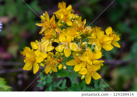 flowers of Saint Johns wort, Hypericum perforatum flowers of Saint Johns wort, Hypericum perforatum 124189414