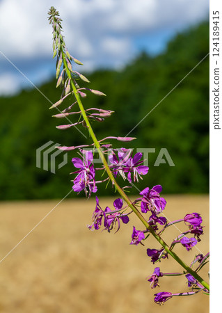Wonderful flowering fireweed Chamaenerion angustifolium highlighted by the evening sun. A bunch of marvelous blossoming rosebay willowherbs 124189415
