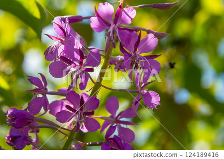 Wonderful flowering fireweed Chamaenerion angustifolium highlighted by the evening sun. A bunch of marvelous blossoming rosebay willowherbs Wonderful flowering fireweed Chamaenerion angustifolium highlighted by the evening sun. A bunch of marvelous blossoming rosebay willowherbs 124189416