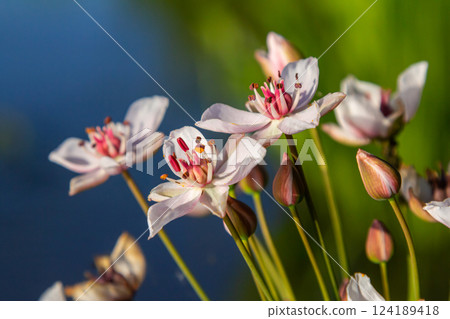 Photo butomus umbellatus flower burchardia, macro photo, forest water lily flower, summer spring, botany, background pink 124189418