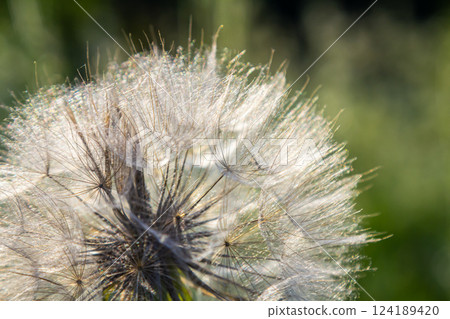 Goatsbeard, Tragopogon pratensis, flower seed head close up with feathery seeds and a blurred background of leaves Goatsbeard, Tragopogon pratensis, flower seed head close up with feathery seeds and a blurred background of leaves 124189420