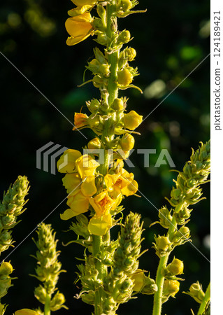 Common mullein - pale yellow flowers of verbascum nigrum plant, used as herb and medicine - growing in the medicinal garden Common mullein - pale yellow flowers of verbascum nigrum plant, used as herb and medicine - growing in the medicinal garden 124189421