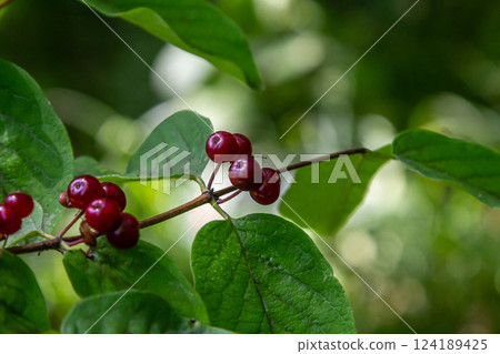 Festive Holiday Honeysuckle Branch with Red Berries Lonicera xylosteum 124189425