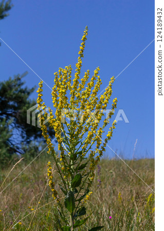 Common mullein - pale yellow flowers of verbascum nigrum plant, used as herb and medicine - growing in the medicinal garden 124189432