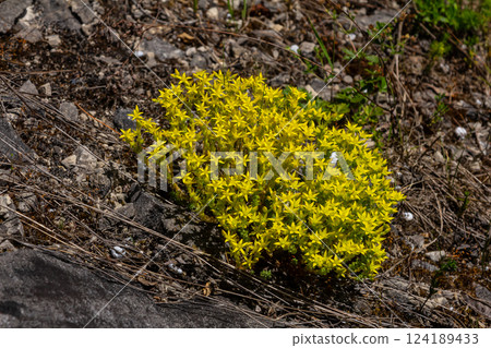 Muller seeds in forest bed. Sedum acre. Yellow flowers growing in the field 124189433
