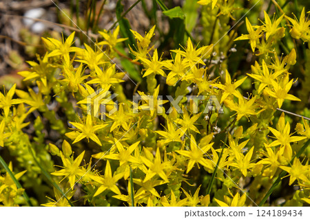 Muller seeds in forest bed. Sedum acre. Yellow flowers growing in the field 124189434