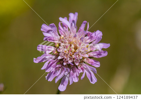 Field scabious Knautia arvensis flowering in meadow. Blue purple wild flower on natural background. Macro. Selective focus 124189437