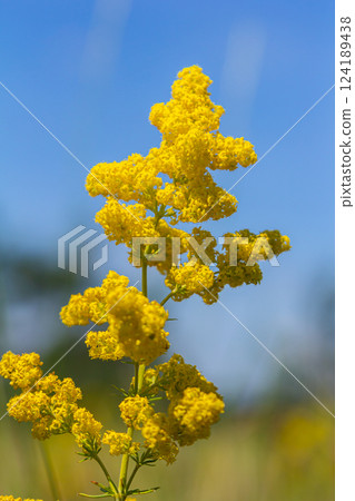 Closeup yellow flowers of lady's bedstraw, yellow bedstraw Galium verum in a Dutch garden. Family Rubiaceae. Summer, August, Netherlands 124189438